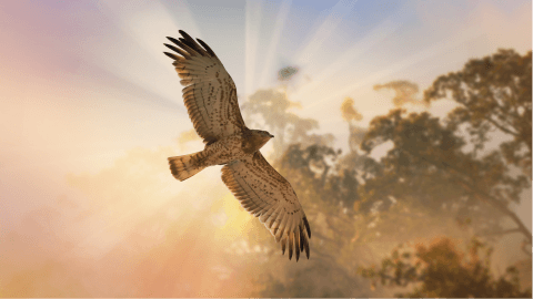Shamanic Training with Guided Journeys