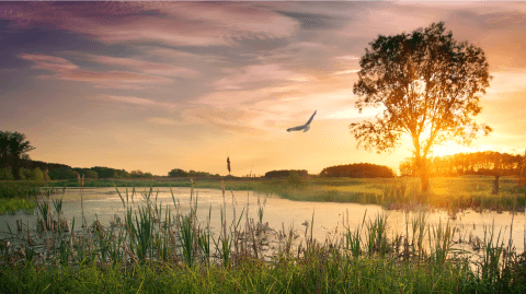 The Soul Purpose Alignment